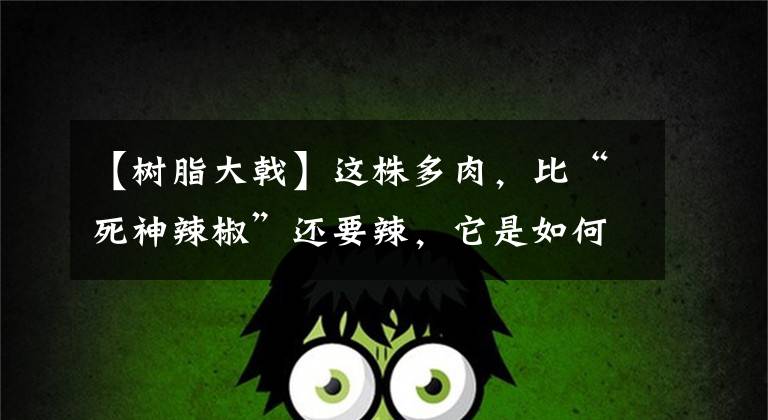 【树脂大戟】这株多肉，比“死神辣椒”还要辣，它是如何做到的？