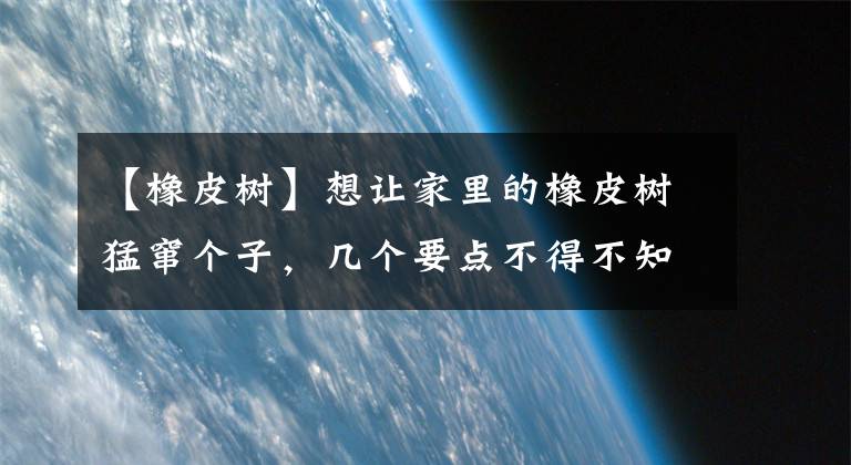 【橡皮树】想让家里的橡皮树猛窜个子，几个要点不得不知，简单得不得了