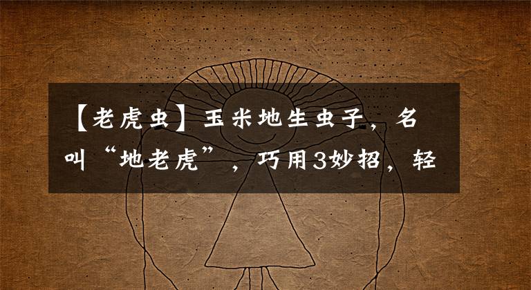【老虎虫】玉米地生虫子，名叫“地老虎”，巧用3妙招，轻松灭害虫