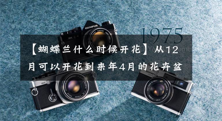 【蝴蝶兰什么时候开花】从12月可以开花到来年4月的花卉盆栽有吗？不用怎么管就开花