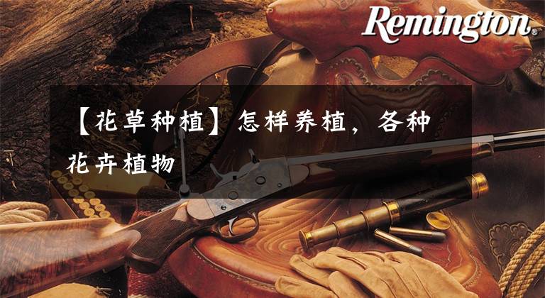 【花草种植】怎样养植，各种花卉植物