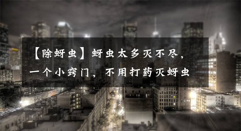 【除蚜虫】蚜虫太多灭不尽，一个小窍门，不用打药灭蚜虫，效果真的好