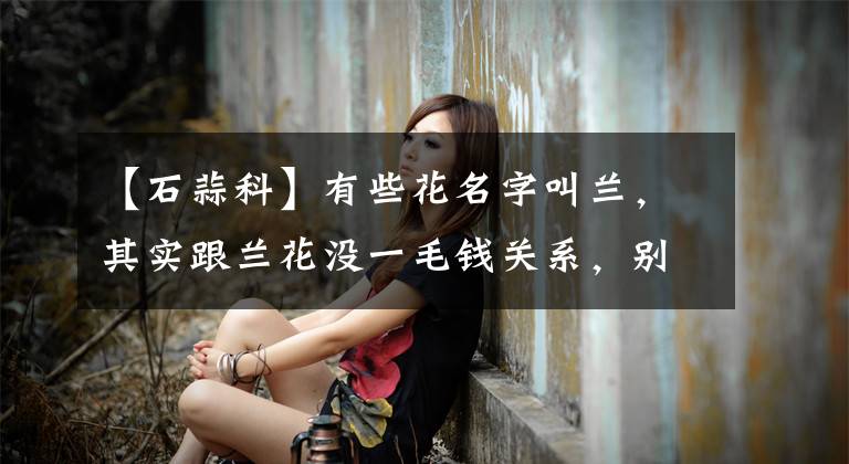 【石蒜科】有些花名字叫兰，其实跟兰花没一毛钱关系，别搞错了