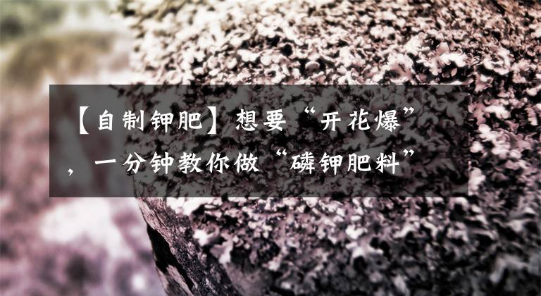 【自制钾肥】想要“开花爆”，一分钟教你做“磷钾肥料”