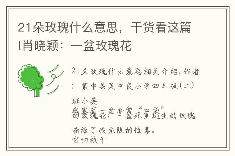 21朵玫瑰什么意思，干货看这篇!肖晓颖：一盆玫瑰花