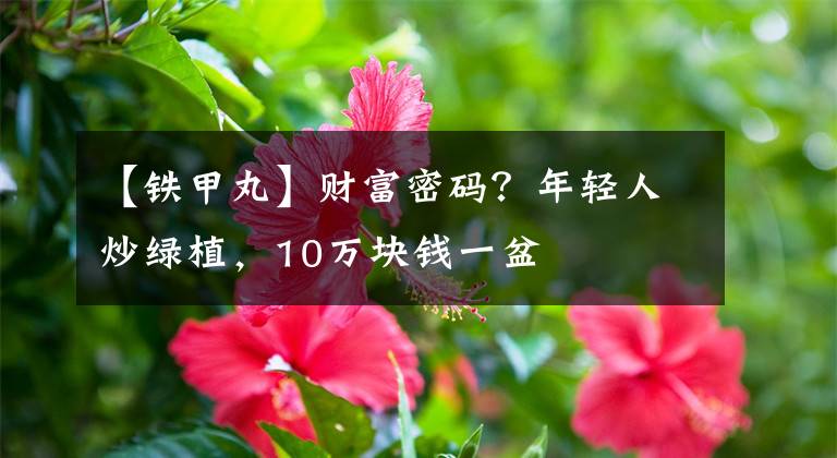 【铁甲丸】财富密码？年轻人炒绿植，10万块钱一盆