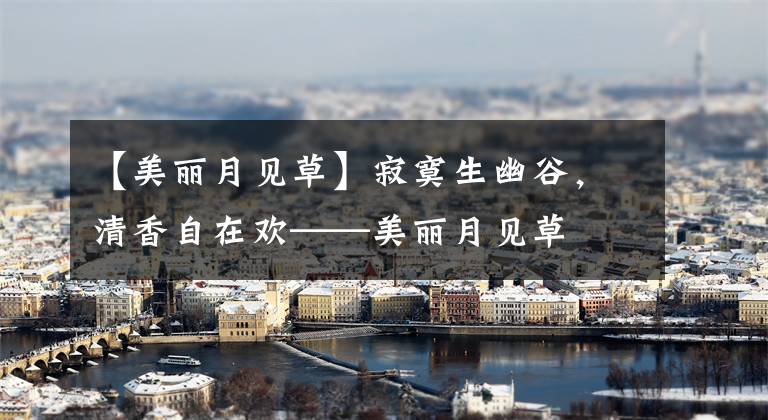 【美丽月见草】寂寞生幽谷，清香自在欢——美丽月见草