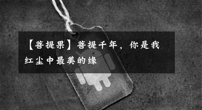 【菩提果】菩提千年，你是我红尘中最美的缘
