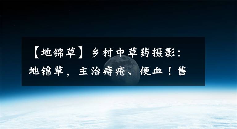 【地锦草】乡村中草药摄影：地锦草，主治痔疮、便血！售价15元一公斤！