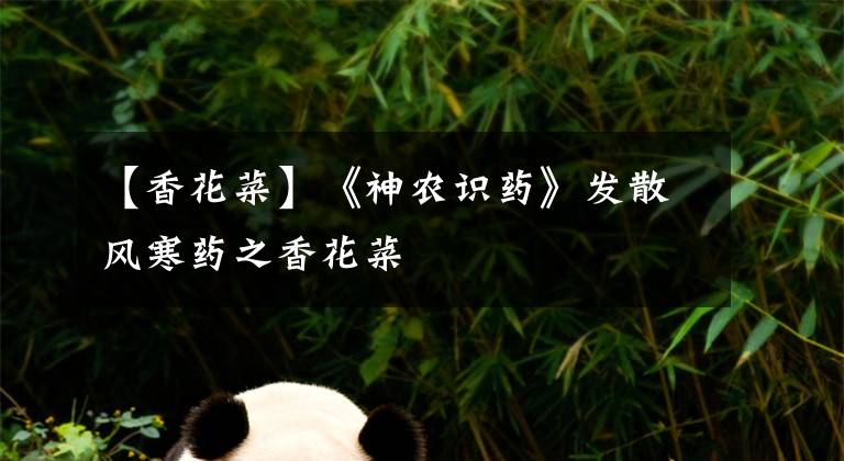 【香花菜】《神农识药》发散风寒药之香花菜