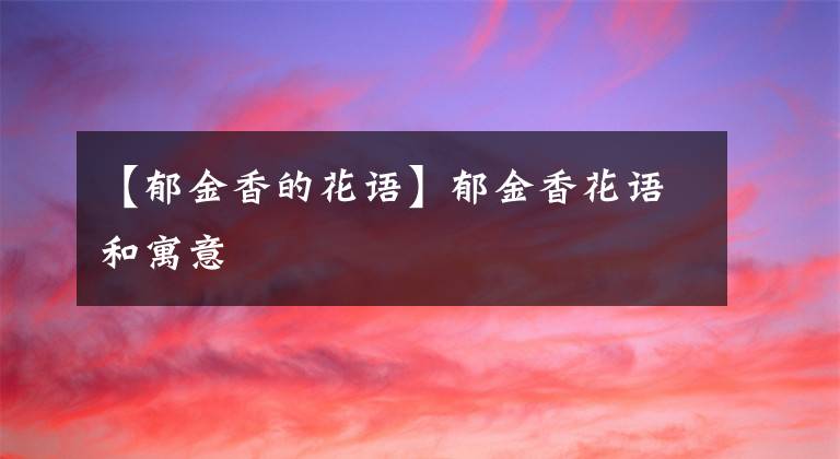 【郁金香的花语】郁金香花语和寓意