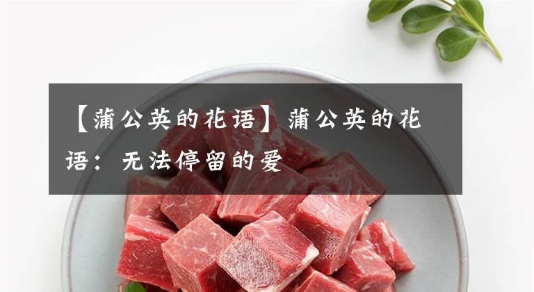 【蒲公英的花语】蒲公英的花语：无法停留的爱