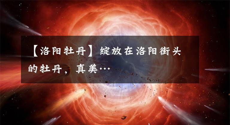 【洛阳牡丹】绽放在洛阳街头的牡丹，真美…