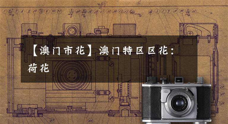 【澳门市花】澳门特区区花：荷花