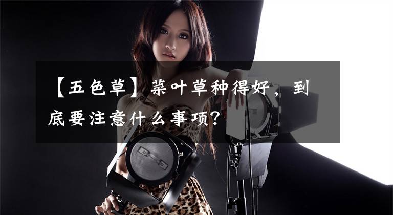 【五色草】菜叶草种得好，到底要注意什么事项？