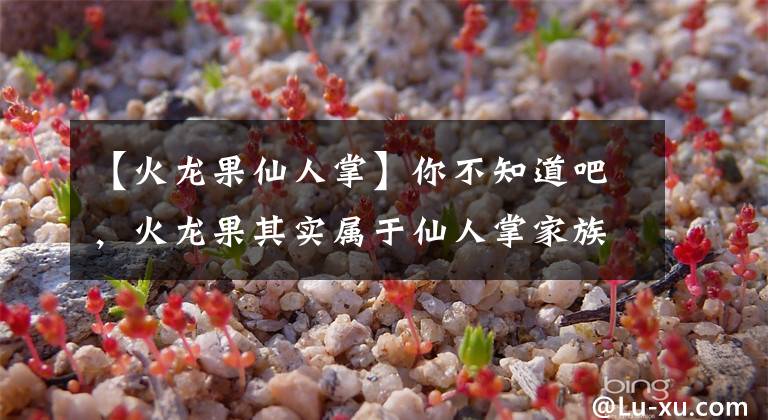 【火龙果仙人掌】你不知道吧，火龙果其实属于仙人掌家族