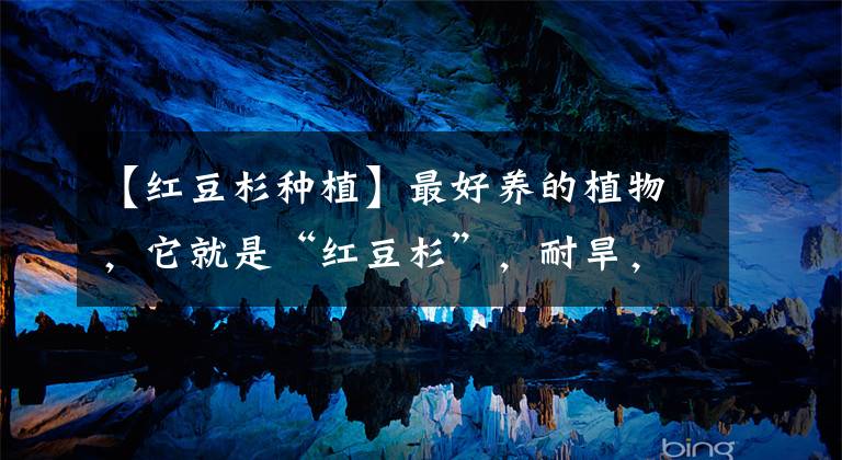 【红豆杉种植】最好养的植物，它就是“红豆杉”，耐旱，不怕晒，还能结出红果果