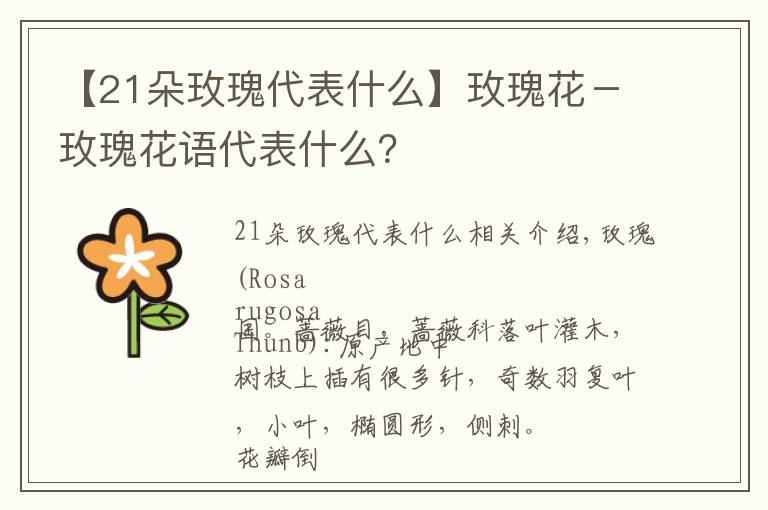 【21朵玫瑰代表什么】玫瑰花－玫瑰花语代表什么？