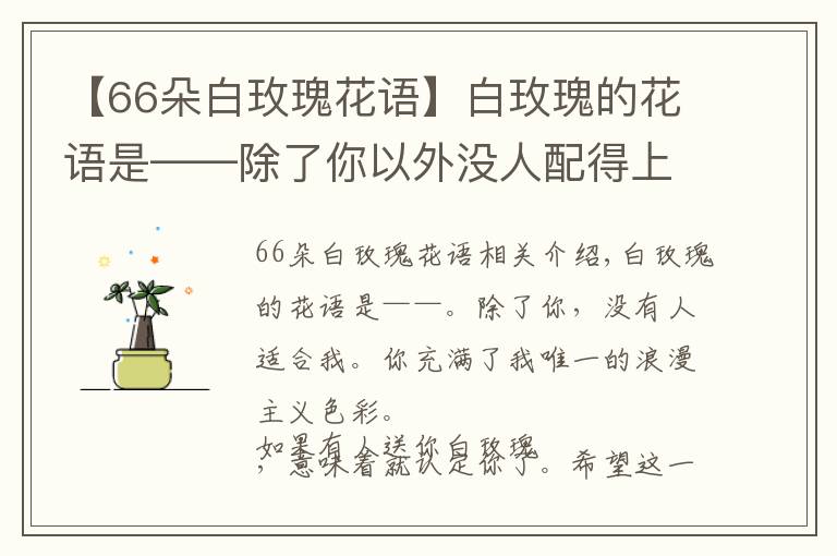 【66朵白玫瑰花语】白玫瑰的花语是——除了你以外没人配得上我