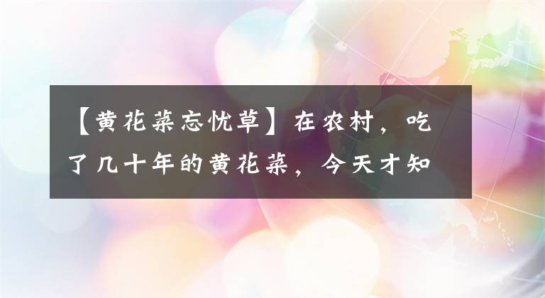 【黄花菜忘忧草】在农村，吃了几十年的黄花菜，今天才知道它也叫“忘忧草”！