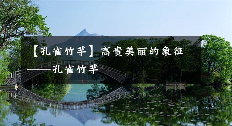 【孔雀竹芋】高贵美丽的象征——孔雀竹芋
