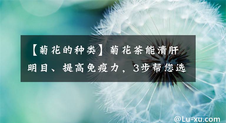 【菊花的种类】菊花茶能清肝明目、提高免疫力，3步帮您选出好菊花