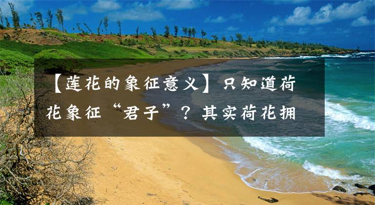 【莲花的象征意义】只知道荷花象征“君子”？其实荷花拥有六大象征意义