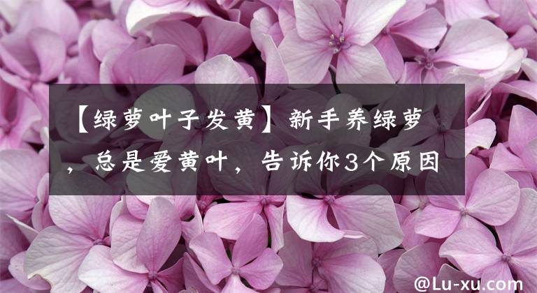 【绿萝叶子发黄】新手养绿萝，总是爱黄叶，告诉你3个原因以及解决办法