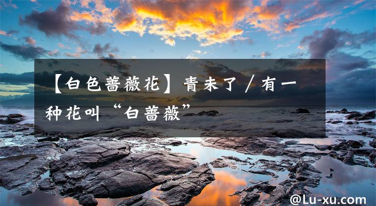 【白色蔷薇花】青未了／有一种花叫“白蔷薇”