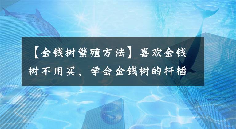 【金钱树繁殖方法】喜欢金钱树不用买，学会金钱树的扦插方法，想养几盆养几盆