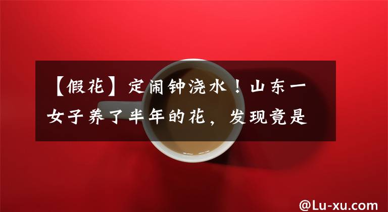 【假花】定闹钟浇水！山东一女子养了半年的花，发现竟是假的…网友评论笑疯了