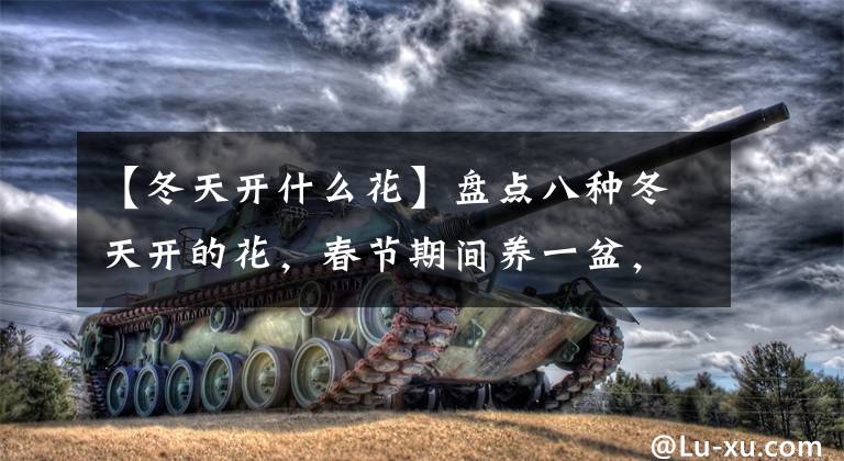 【冬天开什么花】盘点八种冬天开的花，春节期间养一盆，开花漂亮还喜庆