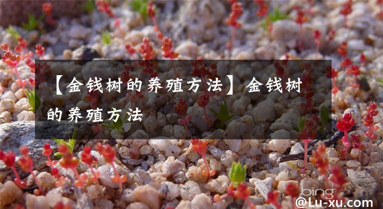 【金钱树的养殖方法】金钱树的养殖方法