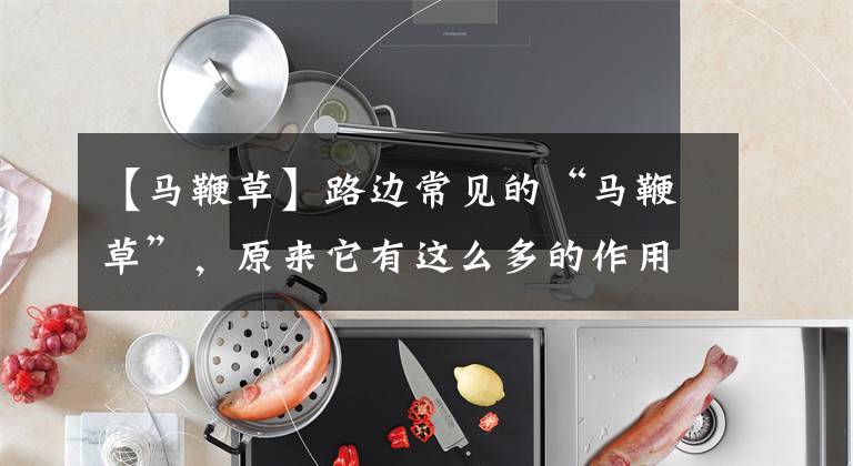 【马鞭草】路边常见的“马鞭草”，原来它有这么多的作用，过去帮助过很多人
