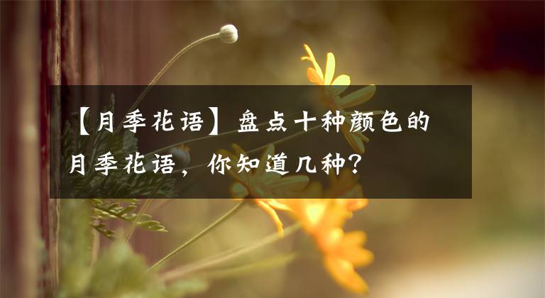 【月季花语】盘点十种颜色的月季花语，你知道几种？
