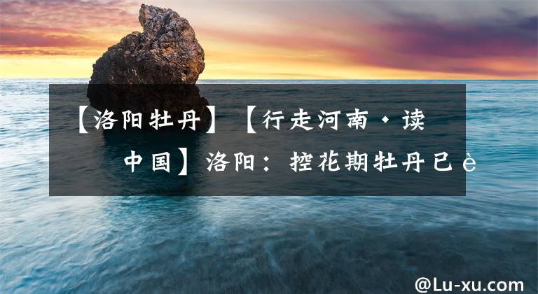 【洛阳牡丹】【行走河南·读懂中国】洛阳：控花期牡丹已连片开放