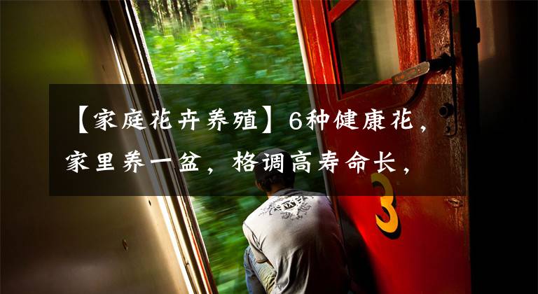 【家庭花卉养殖】6种健康花，家里养一盆，格调高寿命长，干净，健康，运气好