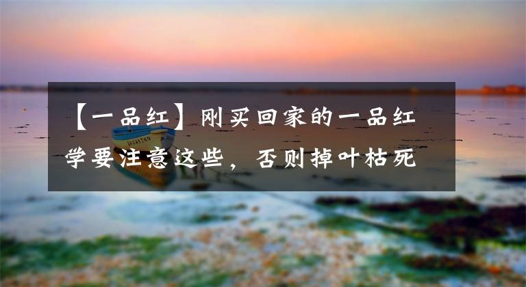 【一品红】刚买回家的一品红学要注意这些，否则掉叶枯死都不知道什么原因