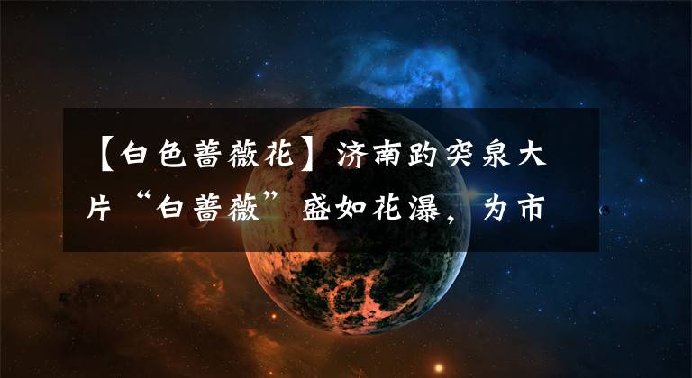 【白色蔷薇花】济南趵突泉大片“白蔷薇”盛如花瀑，为市民展现其“最美时刻”
