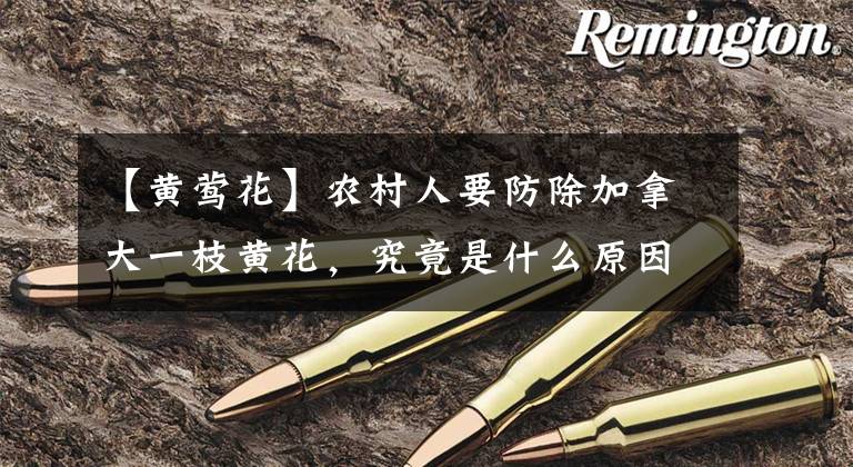 【黄莺花】农村人要防除加拿大一枝黄花，究竟是什么原因？