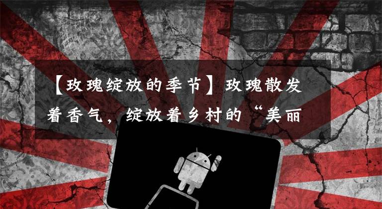 【玫瑰绽放的季节】玫瑰散发着香气，绽放着乡村的“美丽经济”