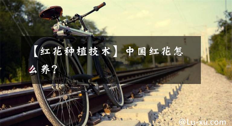 【红花种植技术】中国红花怎么养？