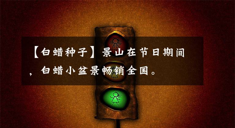 【白蜡种子】景山在节日期间，白蜡小盆景畅销全国。
