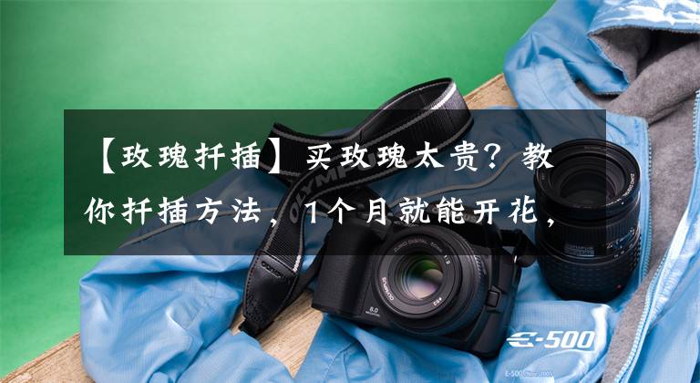 【玫瑰扦插】买玫瑰太贵？教你扦插方法，1个月就能开花，老省钱了