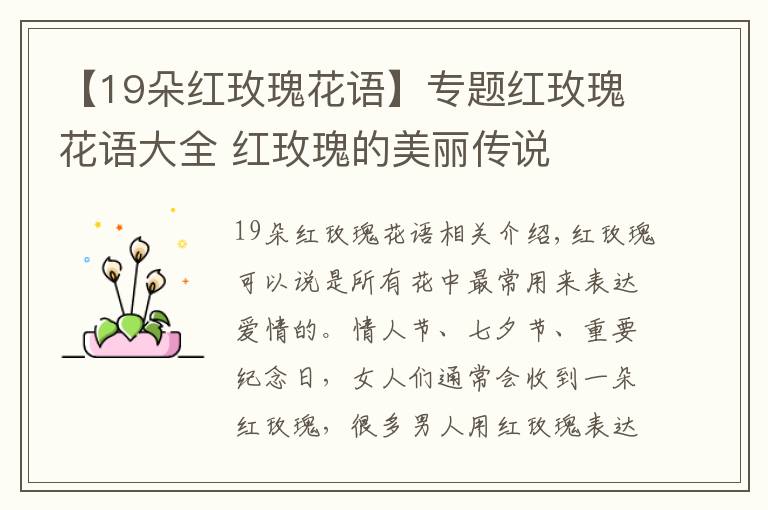 【19朵红玫瑰花语】专题红玫瑰花语大全 红玫瑰的美丽传说