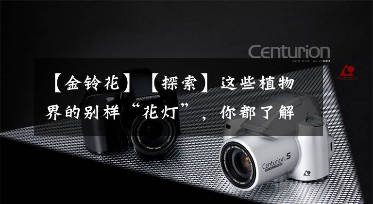 【金铃花】【探索】这些植物界的别样“花灯”，你都了解吗？一起来欣赏下吧