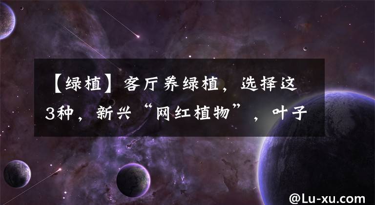 【绿植】客厅养绿植，选择这3种，新兴“网红植物”，叶子宽大油绿