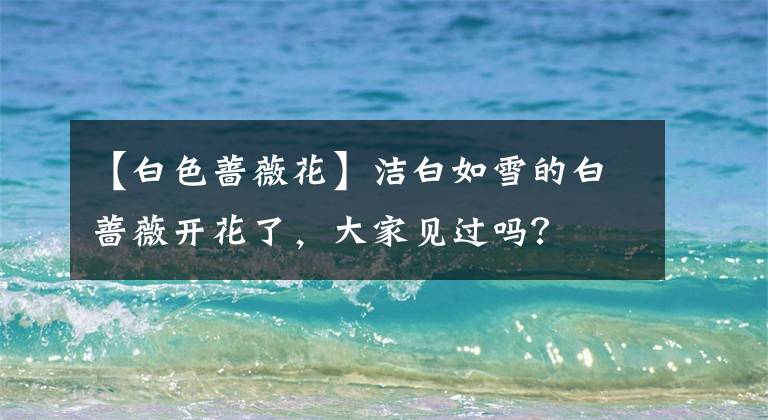 【白色蔷薇花】洁白如雪的白蔷薇开花了，大家见过吗？