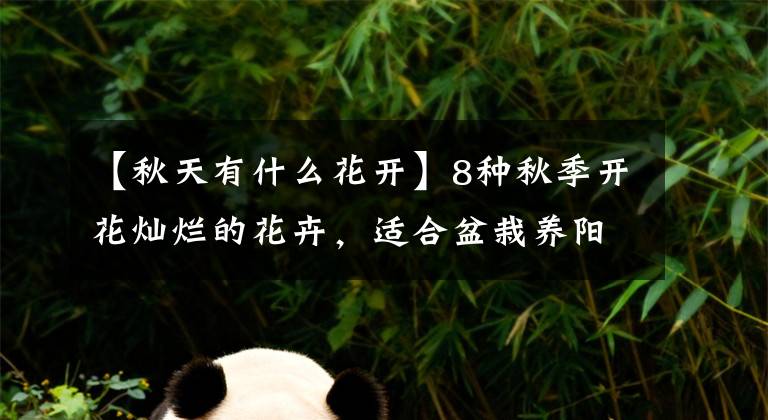 【秋天有什么花开】8种秋季开花灿烂的花卉，适合盆栽养阳台上，也能在院子种一片