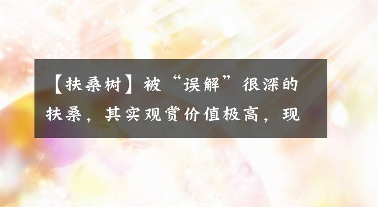 【扶桑树】被“误解”很深的扶桑，其实观赏价值极高，现在正当时，别不懂养